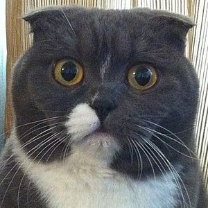 Meet your Posher, Joey